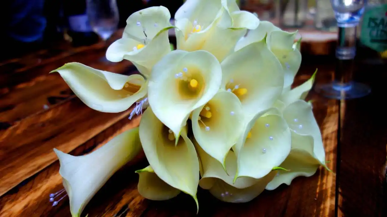 Calla Lilies wedding bouquet