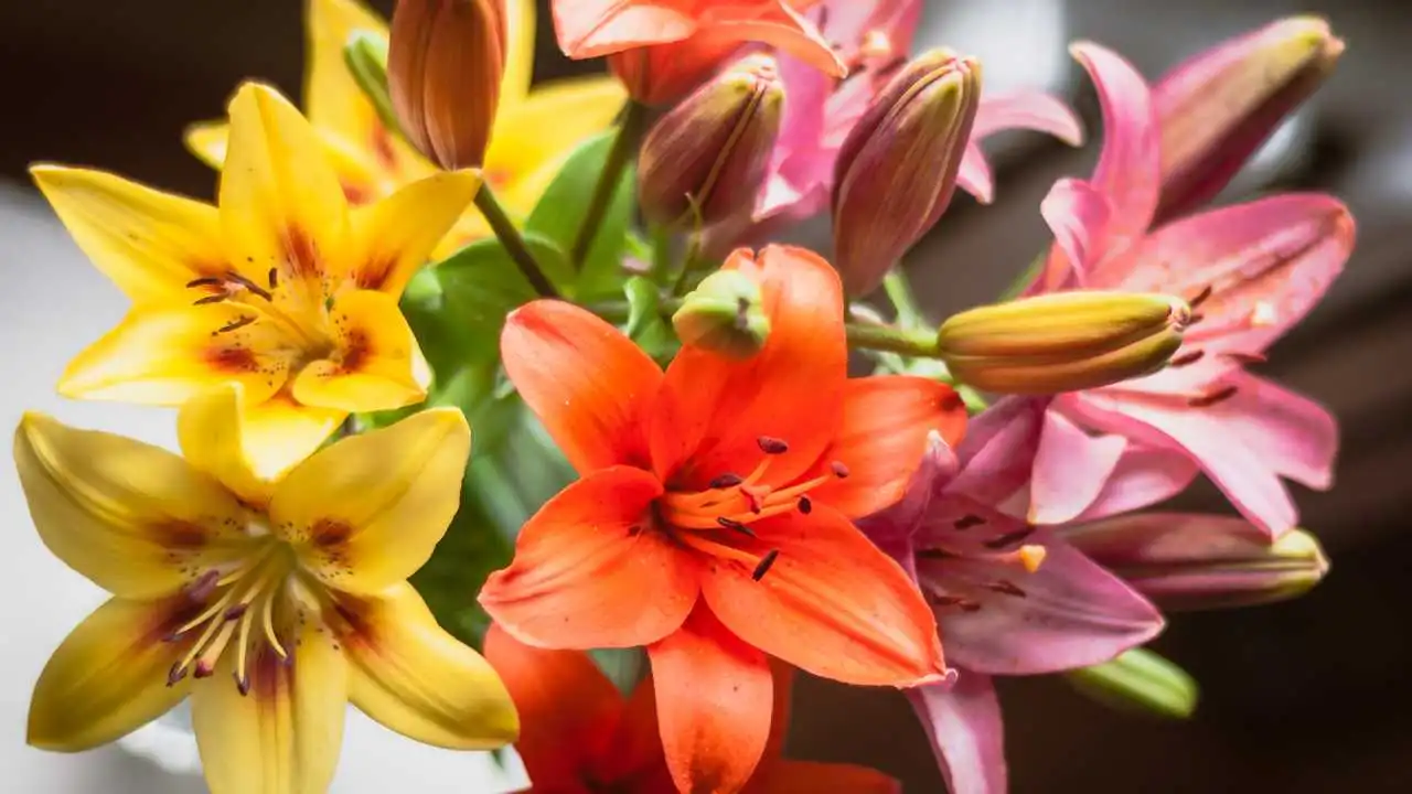 Lilies bouquet